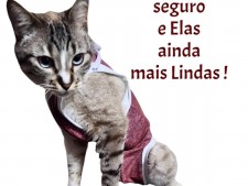 Roupa pós cirúrgica para Felinos